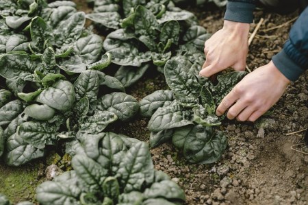 雪まち野菜セット（キャベツ、ニンジン、ほうれん草、くらかけ豆）季節・数量限定