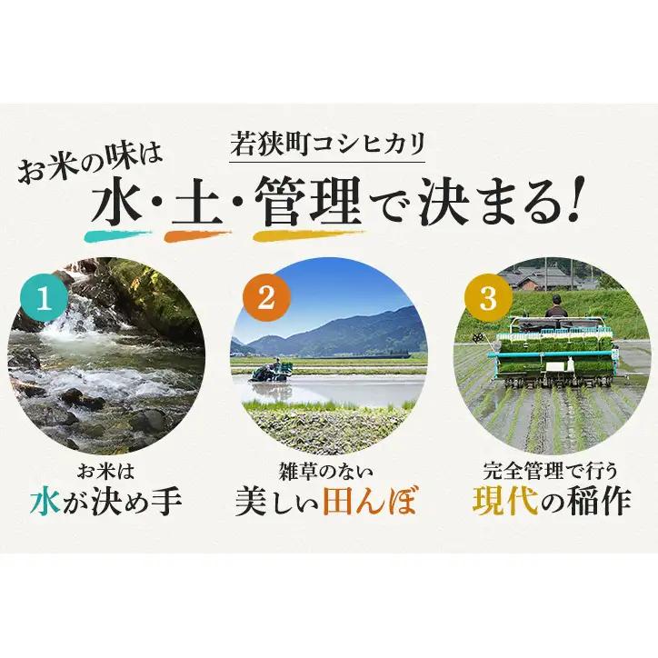 コシヒカリ 新米 10kg 定期便 コシヒカリ