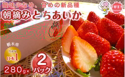 【3月発送】朝摘み とちあいか 2パックセット | いちご 栃木 とちあいか 甘い 糖度 旬 新鮮 フルーツ 果物 アレンジ スイーツ いちごジャム フルーツサンド※離島への配送不可※2026年1月～3月頃に順次発送予定