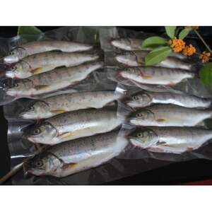 渓流の女王　アマゴ(冷凍12尾入り)【配送不可地域：離島】【1678912】