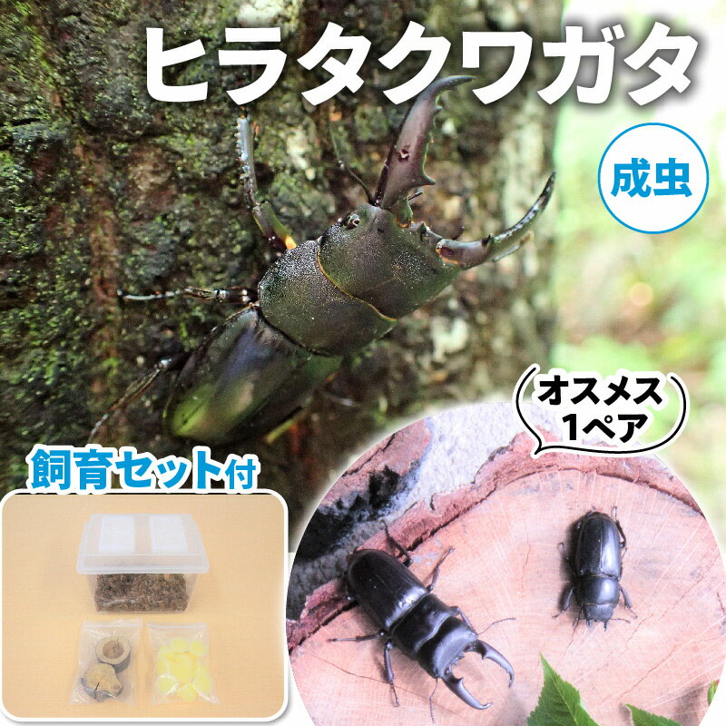 【ふるさと納税】【配送期間は2026年6月下旬～8月上旬に随時配送】ヒラタクワガタ（成虫）オスメス1ペア飼育セット付 生き物 昆虫 男の子 子供 飼育観察 大型 夏休み 自由研究 自然 環境 学習 孫 プレゼント 　お届け：2026年6月下旬～8月上旬