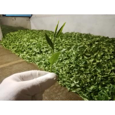 ふるさと納税 川根本町 緑茶200g 新鮮パックA |  | 01