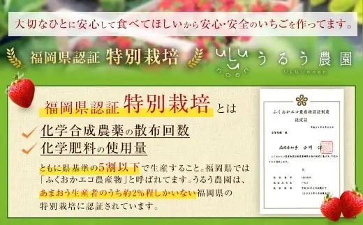 【特別栽培／有機質肥料／アフター保証】うるう農園 あまおう サイズ色々 4パック （約1140g）【2026年12月上旬～2027年1月下旬発送予定】 いちご イチゴ 苺 フルーツ 果物