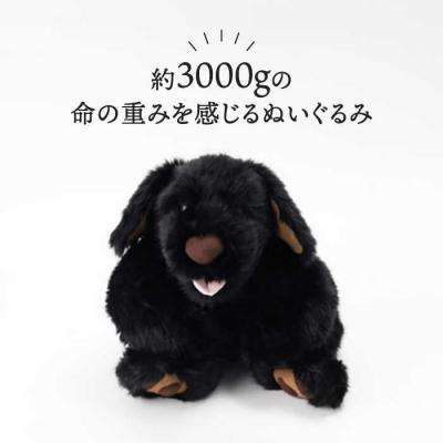 ふるさと納税 糸島市 パトランの黒(通称:クロラン)糸島市/科学工房未來[AYI002] |  | 01