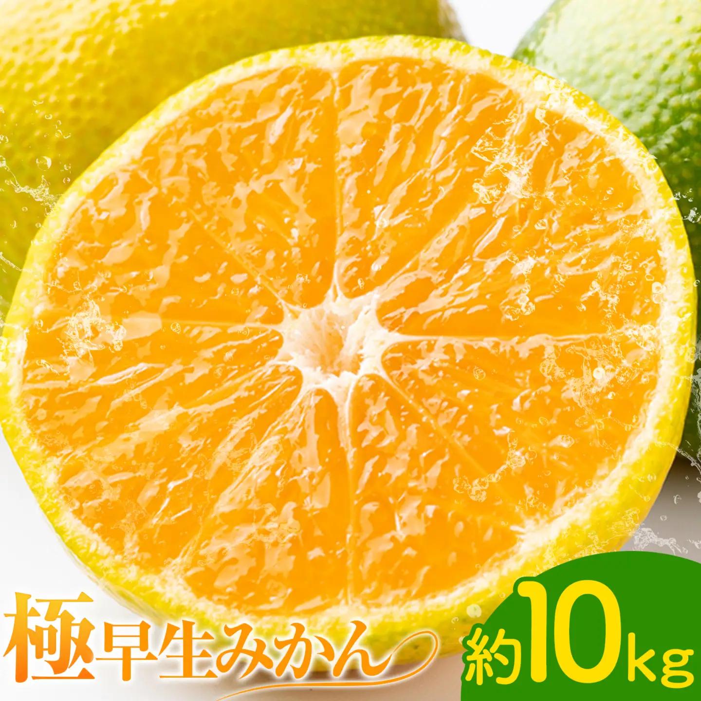 極早生みかん10kg 高橋商店《9月下旬-10月中旬頃出荷》