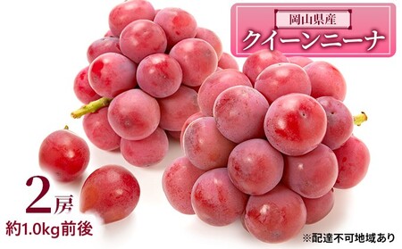 ぶどう 2026年 先行予約 クイーンニーナ 2房 約1.0kg前後 岡山県産 ぶどう