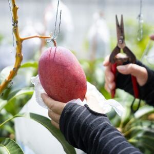 【2026年6月下旬から順次発送・訳あり】護佐丸マンゴー800g(2～3玉)【配送不可地域：離島】【1681753】