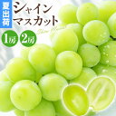 【先行予約】【ふるさと納税】ぶどう 岡山県産 シャインマスカット 1房 または 2房 南国フルーツ株式会社 《7月中旬-9月上旬頃出荷》マスカット 送料無料 岡山県 浅口市 マスカット フルーツ 果物 贈り物 夏 【配送不可地域あり】(離島)