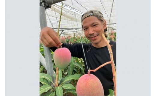 【2026年先行予約】【檬果家】マンゴー好き必見！沖縄限定　希少品種【夏小紅】１kg２玉　贈答用（HZ001）