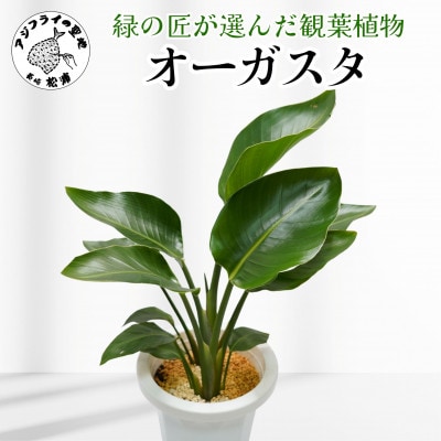 緑の匠が選んだ観葉植物　素敵な空間づくりに　オーガスタ【配送不可地域：離島】【1291594】