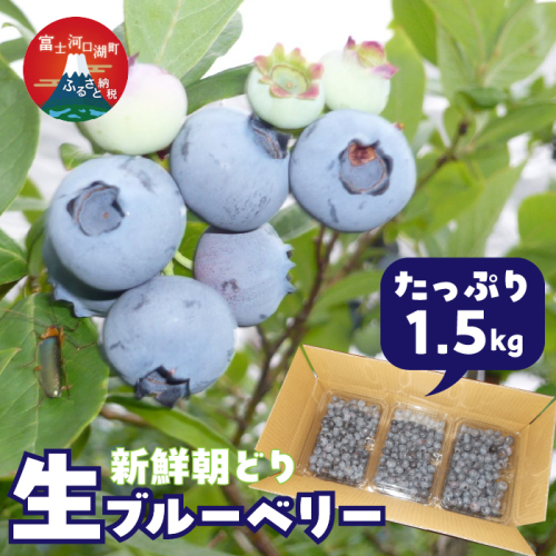 ＜26年発送先行予約＞＜生産者直送＞新鮮朝取り　生ブルーベリー 1.5kg FEC001