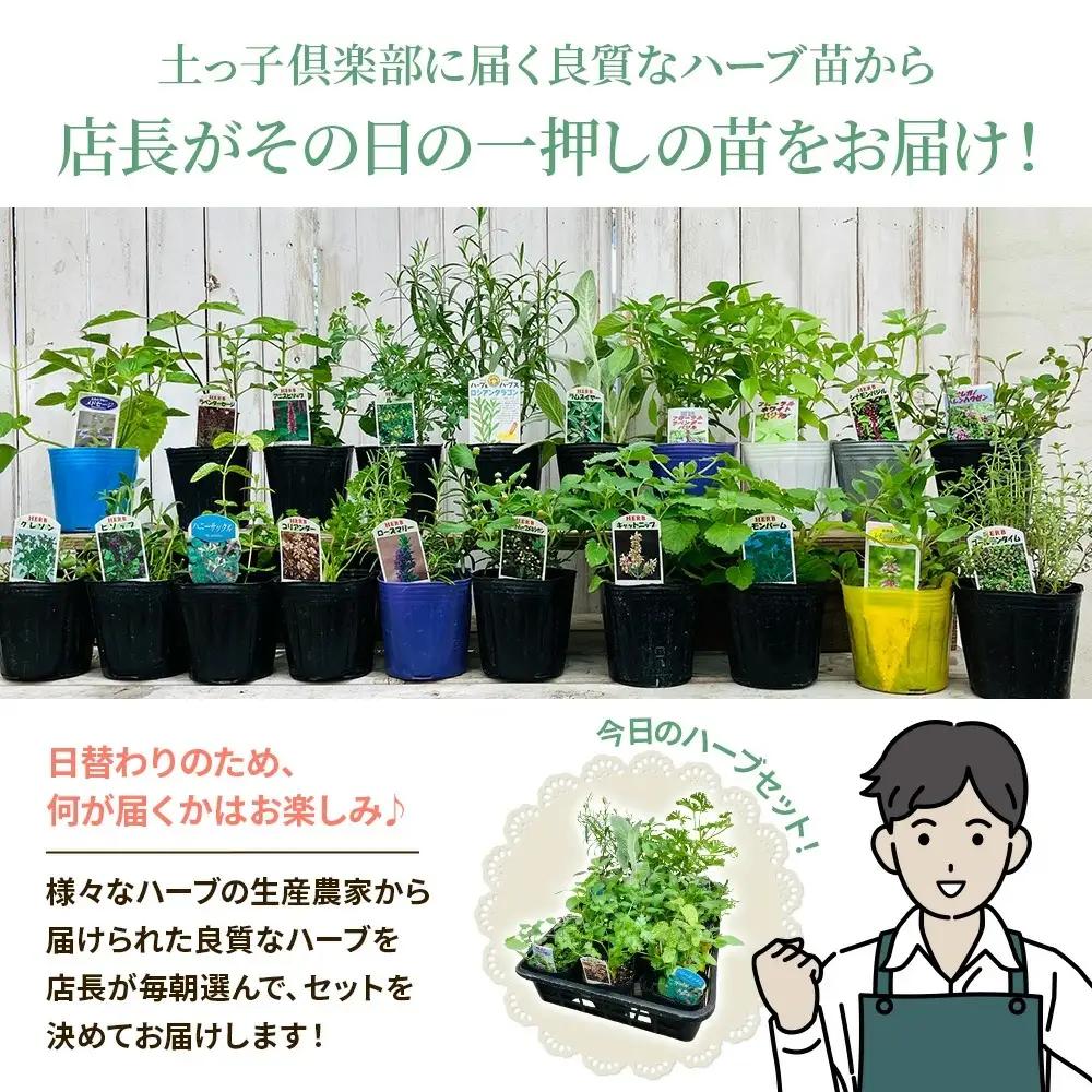 季節のハーブ苗お任せ12ポットmixセット【ハーブ ハーブ苗 花苗 花苗セット 花 季節の花 花セット ガーデニング 家庭菜園 園芸 初夏 夏 花壇 庭 鉢 玄関 プランター 寄せ植え おうち時間 趣