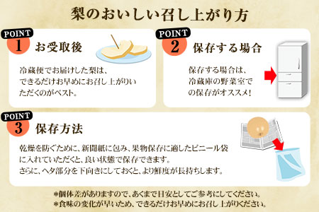 先行予約 梨 新高 ジャンボ梨 約3kg 髙口果樹園
