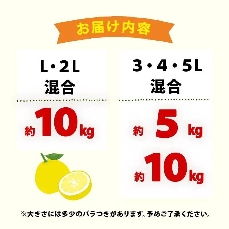【先行予約】土佐文旦 10kg 3L-5L 文旦
