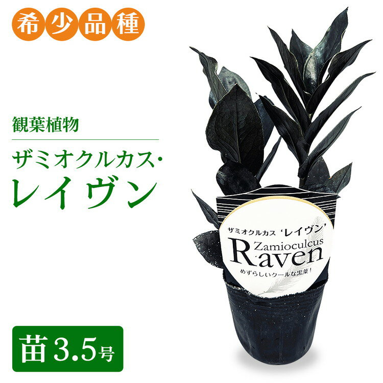 【ふるさと納税】観葉植物 ザミオクルカス・レイヴン　苗3.5号【希少品種！】| 観葉植物 ザミオ インテリア おしゃれ インテリアグリーン 癒し リラックス プレゼント ギフト 誕生日 お祝い 希少 岐阜 瑞穂市 はなのかファーム