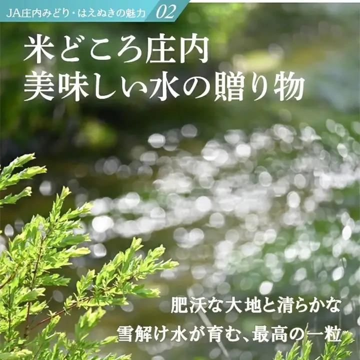 SD0299　11月中旬配送／令和8年産【精米】庄内産 はえぬき　15kg(5kg×3袋) JM