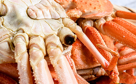 【訳あり】オオズワイガニ（ボイル済） 約20尾前後（オスメス混合）＜森水産加工業協同組合　直売所＞ かに カニ 蟹 ガニ がに ずわいがに おおずわいがに 大ずわいがに 森町 ふるさと納税 北海道 m