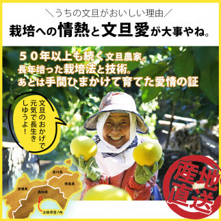 【果樹園直送】土佐文旦 特選品贈答用 約3kg L～2Lサイズ 6～7個入り ぶんたん ブンタン フルーツ 柑橘 みかん 果物 くだもの 柑橘類 デザート おやつ 贈り物 プレゼント 白木果樹園_イメ