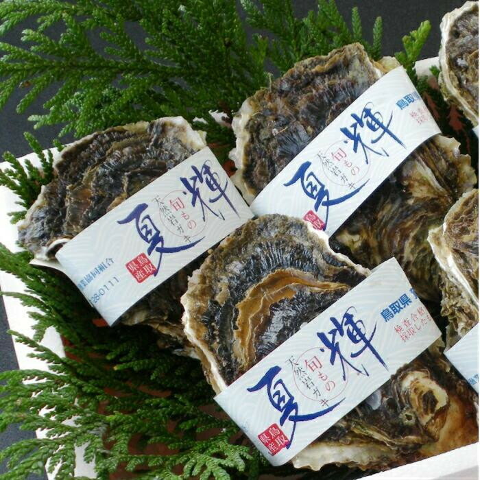 【ふるさと納税】【選べる大きさ】鳥取県産　天然岩ガキ『夏輝』タグ付き　【特大】（500g以上×3個）又は【大】（400g以上×3個） 牡蠣 カキ※着日指定不可※2025年6月上旬～8月中旬頃に順次発送予定