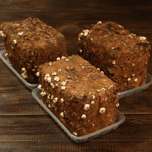 育てて楽しい!あらかわ生しいたけ菌床ホダ木 3セット【1442708】