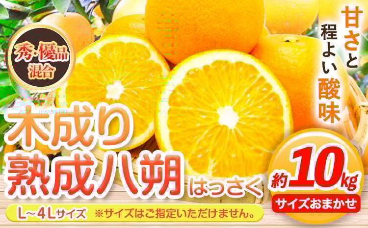 
            【【先行予約】【産直】和歌山由良町産の木成り熟成八朔 約10kg（L-4Lサイズおまかせ）厳選館 《2026年3月中旬-5月中旬頃出荷》和歌山県 日高川町 柑橘 八朔 熟成 はっさく ハッサク
          