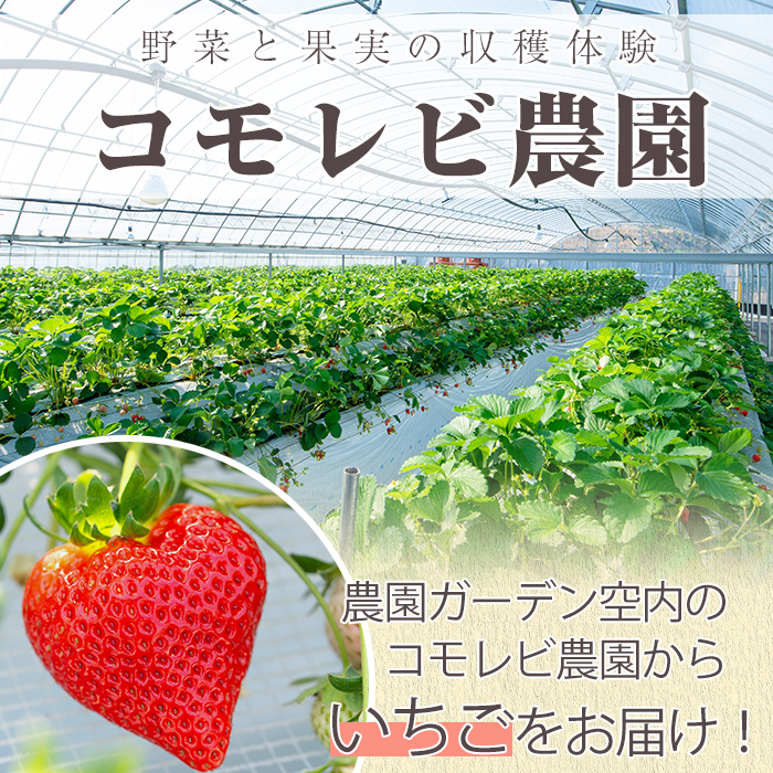 ＜2025年1月以降発送予定＞桐箱入！自社農園産いちご 恋みのり(計20個) 鹿児島 阿久根 自社農園 果物 フルーツ イチゴ いちご 苺 恋みのり 贈答用 ギフト 桐箱 デザート 期間限定【農園ガー