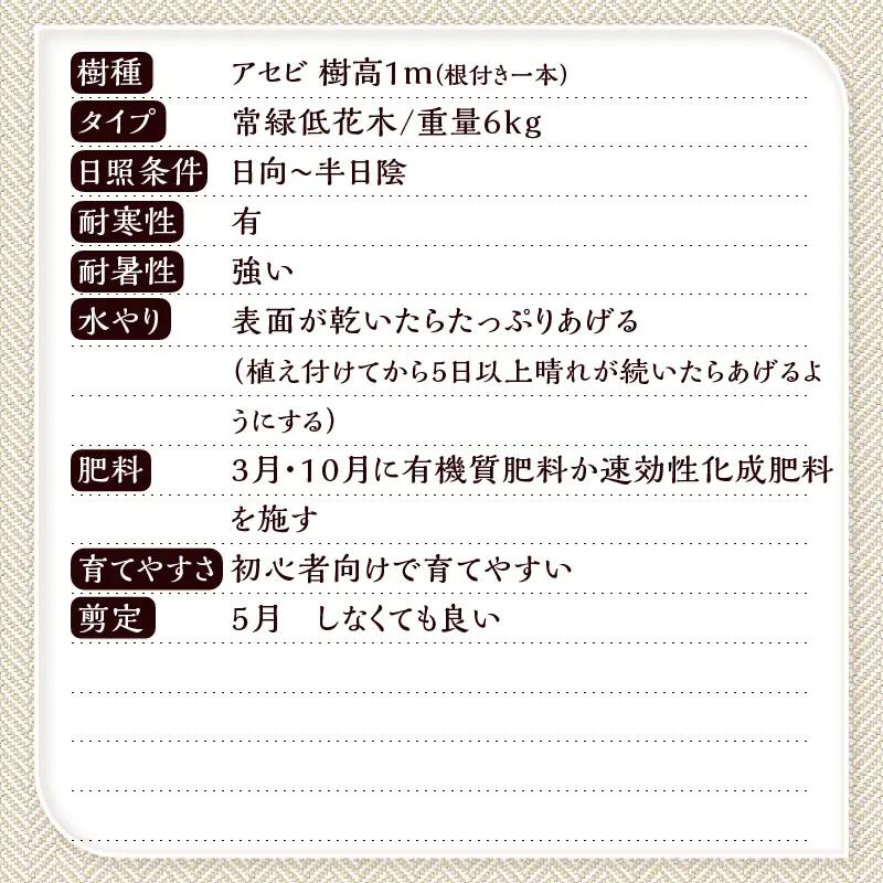 植木　アセビ　1ｍ