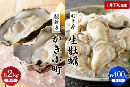 【2025年1月下旬発送】丸十水産 生牡蠣 特選むき身 400g 殻付き かき小町 約2kg (10～14個) セット