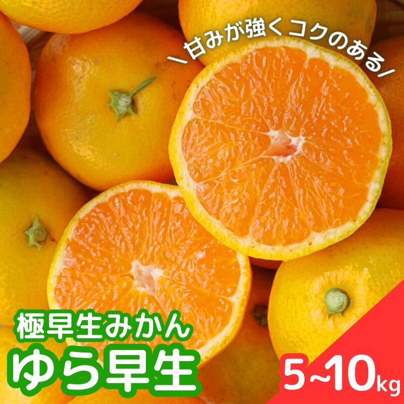 【ふるさと納税】【2025年分先行予約】極早生みかん ゆら早生　選べる容量【10月上中旬以降順次発送予定】 / 和歌山県 田辺市 みかん 早生みかん 柑橘