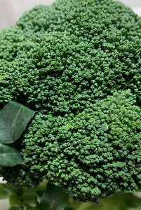 【農薬（化学肥料）：栽培期間中不使用】 ブロッコリー 約1.5㎏（5～6本） | 鈴木アル・ファーム 君津市