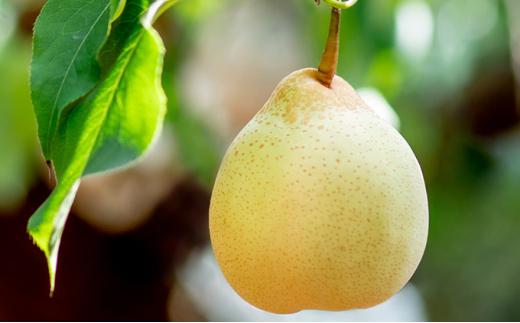 梨 2024年 先行予約 備前乙女梨（鴨梨） 3～4玉入り（2kg以上）贈答箱  ナシ なし 岡山県産 国産 フルーツ 果物 ギフト 石原果樹園 [No.5220-0783]