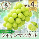 【ふるさと納税】 【令和7年産先行予約】 シャインマスカット 約4kg (5～8房 秀) 《令和7年9月中旬～発送》 『生産者おまかせ』 マスカット ぶどう 種なし 果物 フルーツ デザート 山形県 南陽市 [636]