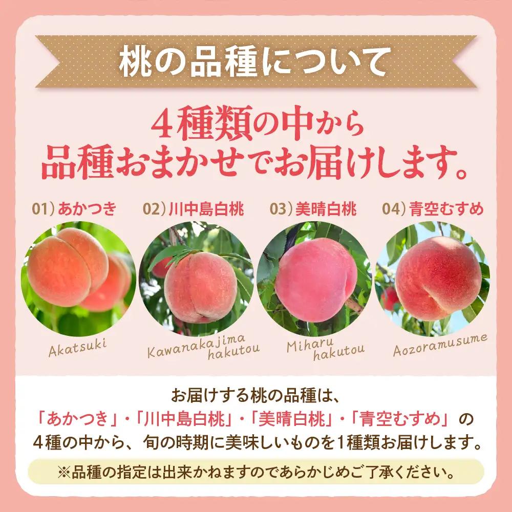 【2026年産】 白桃 ( 品種おまかせ ) 3kg 白桃 桃 もも