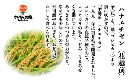 【先行予約】【令和7年産・新米】さんさん池見二代目の 福井県産 ハナエチゼン 10kg （無洗米）【2025年8月下旬以降順次発送予定】 [C-0213_05]