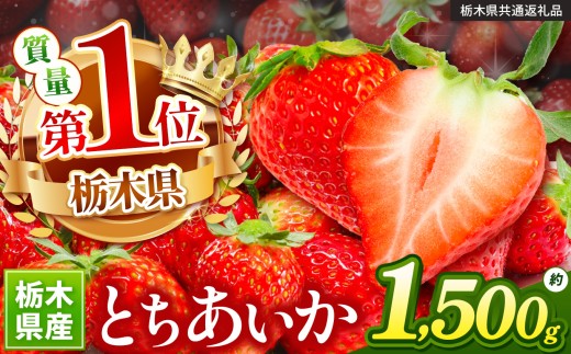 苺 厳選 とちあいか 約1.5kg | 果物 くだもの フルーツ 野菜 やさい ヤサイ 苺 イチゴ いちご とちあいか 新鮮 甘い 数量 限定 美味しい 果物 共通返礼品 フルーツ デザート 【栃木県共通返礼品】 栃木県 下野市 送料無料