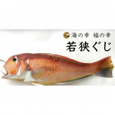 ふるさと納税 小浜市 熟成しておいしく熟成したときに瞬間凍結。天下に轟く若狭ぐじの甘さを抑えた味噌漬(西京漬) |  | 02