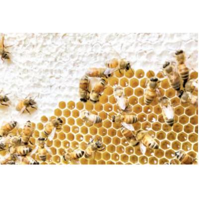 ふるさと納税 水戸市 季節で移ろうはちみつボトル3種セット【ピタットボトルB3】【茨城県共通返礼品/五霞町】 |  | 03