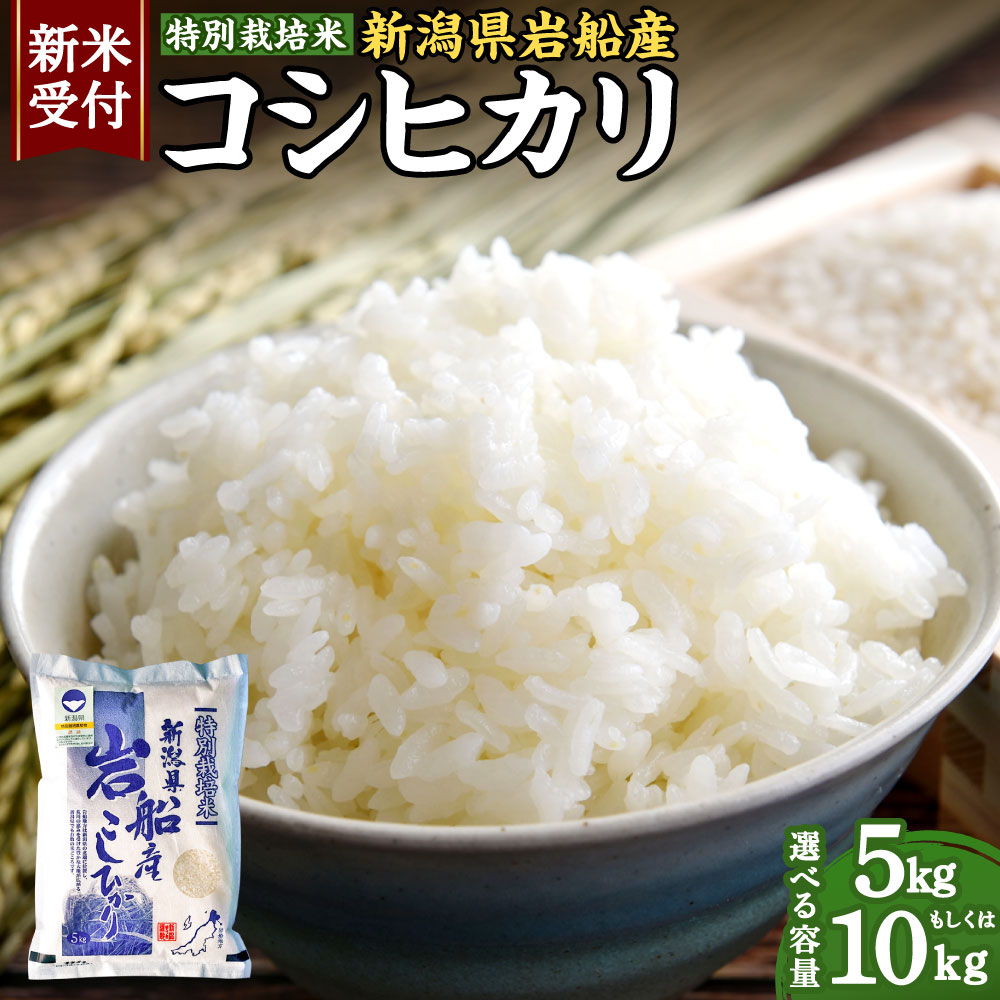 【ふるさと納税】【新米受付・令和7年産米】特別栽培米 新潟県 岩船産 コシヒカリ 5kg もしくは 10kg 1袋あたり5kg 米 精米 白米 ご飯 ごはん 村上市 1029003N 1029004N