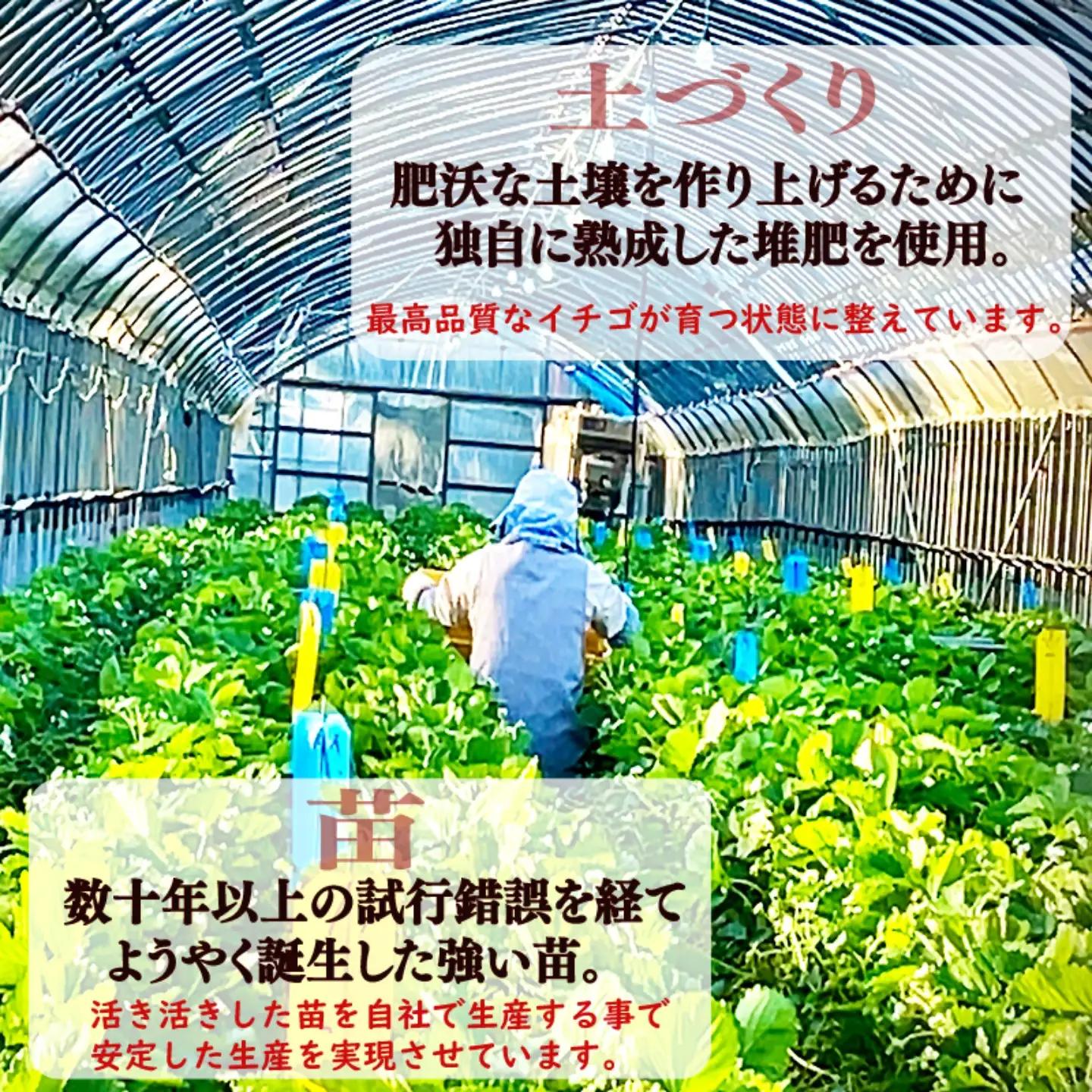 いちご 冷凍 とちおとめ 2kg いちご