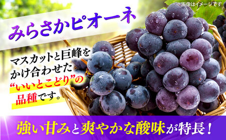 【先行予約】【7月中旬から8月上旬に順次発送】みらさかピオーネ（ハウス栽培）1kg 2房入 種無し ぶどう フルーツ ギフト ピオーネ 果物 三次市/みらさかピオーネ直売所[APBE001]