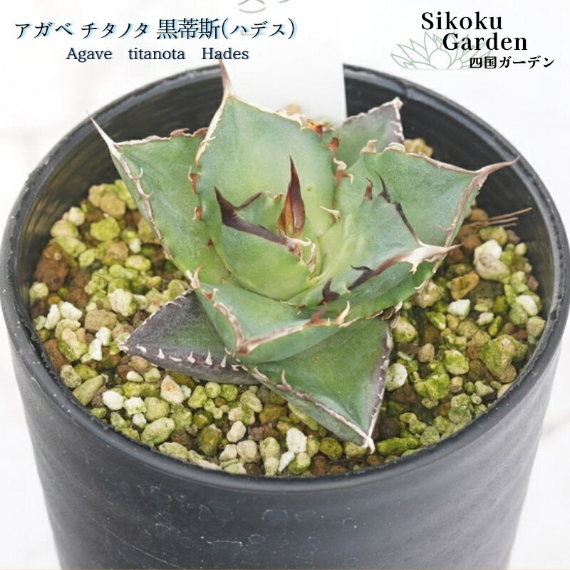 【ふるさと納税】アガベ・チタノタ ”黒蒂斯” ハデス 3.5号鉢 四国ガーデン 人気 多肉植物 インテリア 観葉植物 グリーン リラックス｜C89