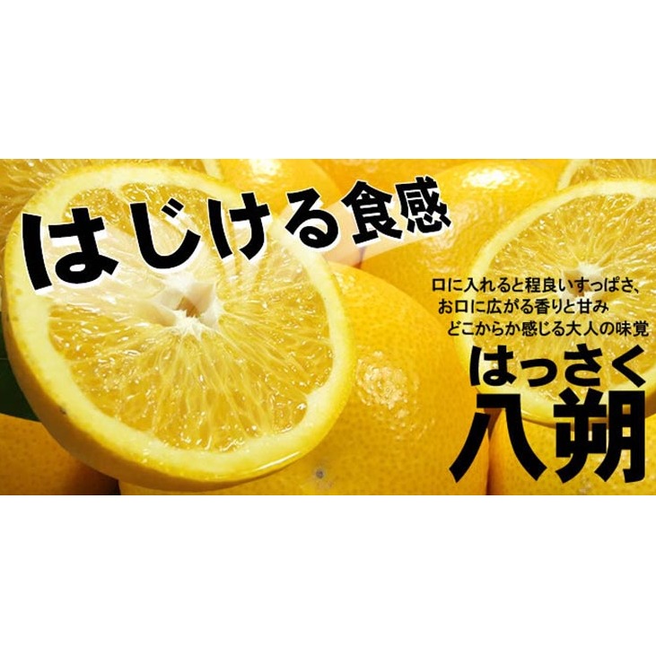 八朔（はっさく）［約5kg］和歌山県有田産 春みかん【果実サイズおまかせ】 ｜ 和歌山県産 柑橘 フルーツ 紀伊国屋文左衛門本舗 ※2025年1月下旬～4月上旬頃に順次発送予定