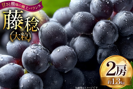 【期間限定発送】 大粒ぶどう 藤稔 2房 約 1.3kg [Ｈinataぶどう園 山形県 高畠町 tk06ayt190009]