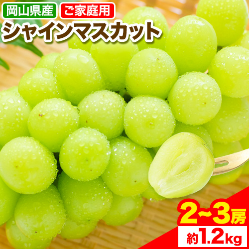 岡山県産 シャインマスカット (ご家庭用) 2～3房(約1.2kg)《9月中旬-11月中旬頃出荷》テレビせとうち株式会社 冷蔵 果物 ブドウ 送料無料 岡山県 浅口市