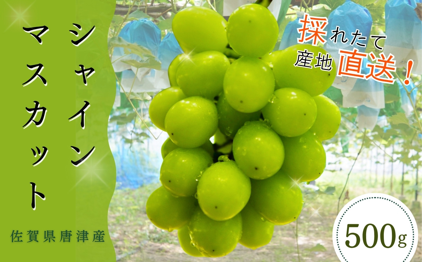 
            ＜先行予約受付中・令和7年7月下旬以降順次発送＞【濃厚芳醇】佐賀県唐津産シャインマスカット  500g（A13729-04）
          