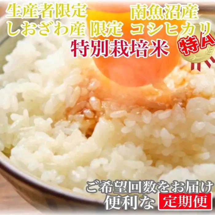 【令和7年産】【定期便8kg×3ヶ月】特別栽培 しおざわ産限定 生産者限定 南魚沼産コシヒカリ【定期便 銘柄米 ブランド米 精米 こしひかり コシヒカリ 魚沼産 新潟米 産地直送 お米 米 こめ コメ ご飯 御飯 ごはん】