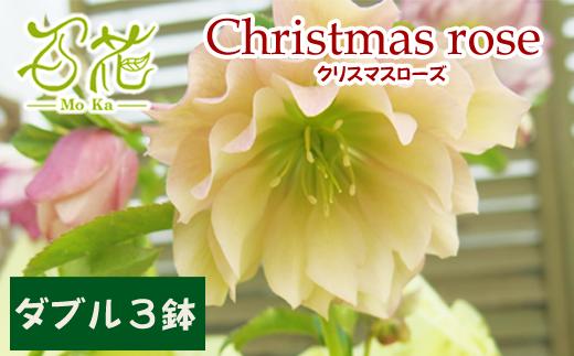 
クリスマスローズ百花オリジナルセット　ダブル3鉢【百花 -MoKa-】/ 花 苗 ポット クリスマス
