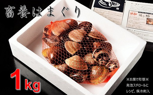 【満天☆青空レストランでご紹介】桑名はまぐり屋 蓄養はまぐり 3年～6年もの 1kg_ はま王 蛤 ハマグリ 魚介 貝 魚貝 活はまぐり 焼きはま 海鮮 網焼き 酒蒸し お吸い物 パエリア パスタ 焼きはまぐり 焼き蛤  a*97