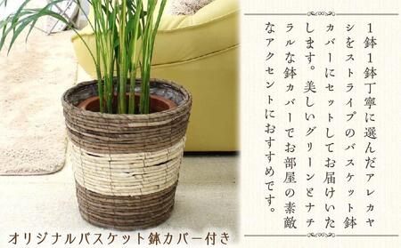 アレカヤシ 8号 ストライプバスケット鉢カバー 土の表面:ウッドチップ 【観葉植物 植物 アレカヤシ 8号 バスケット 鉢付 インテリア 部屋 室内 オフィス 癒し エコ グリーン マイナスイオン リ