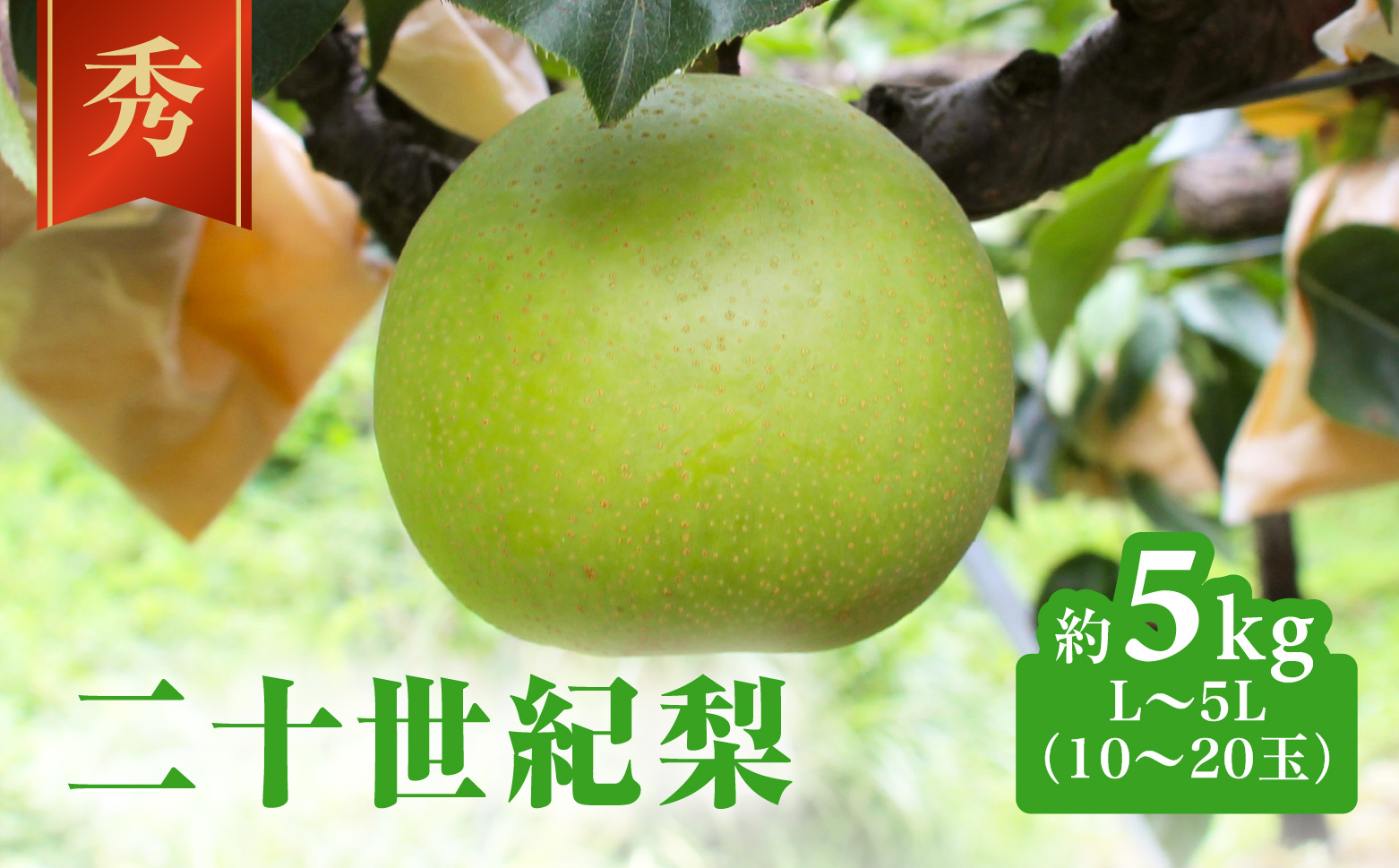 【令和9年産先行予約】二十世紀梨 秀5㎏前後 L～5L(10～20玉前後) 梨 なし フルーツ 鳥取 高間商店 日野町